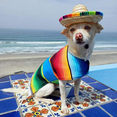 thumbnail image 5 of Dog Sombrero Hat, Mini Straw Sombrero Hats Mexican Hats Sombrero Party Hats for Small Pets/Puppy/Cat (Elastic Band), 5 of 7