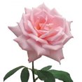 thumbnail image 3 of 5 PINK ROSE Rosa Bush Shrub Perennial Flower Seeds, 3 of 6