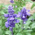 thumbnail image 5 of Expert Gardener 1.5 Gallon Salvia Blue Purple Full Sun Annual Outdoor Live Plants Full Sun, 5 of 8