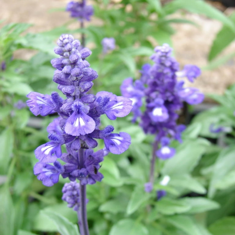 Expert Gardener 1.5 Gallon Salvia Blue Purple Full Sun Annual