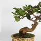 thumbnail image 5 of Jinyi Wire Diy Handicrafts Weave S Ed Wire Tree Craft Ing Wire Set 1 Set, 5 of 5