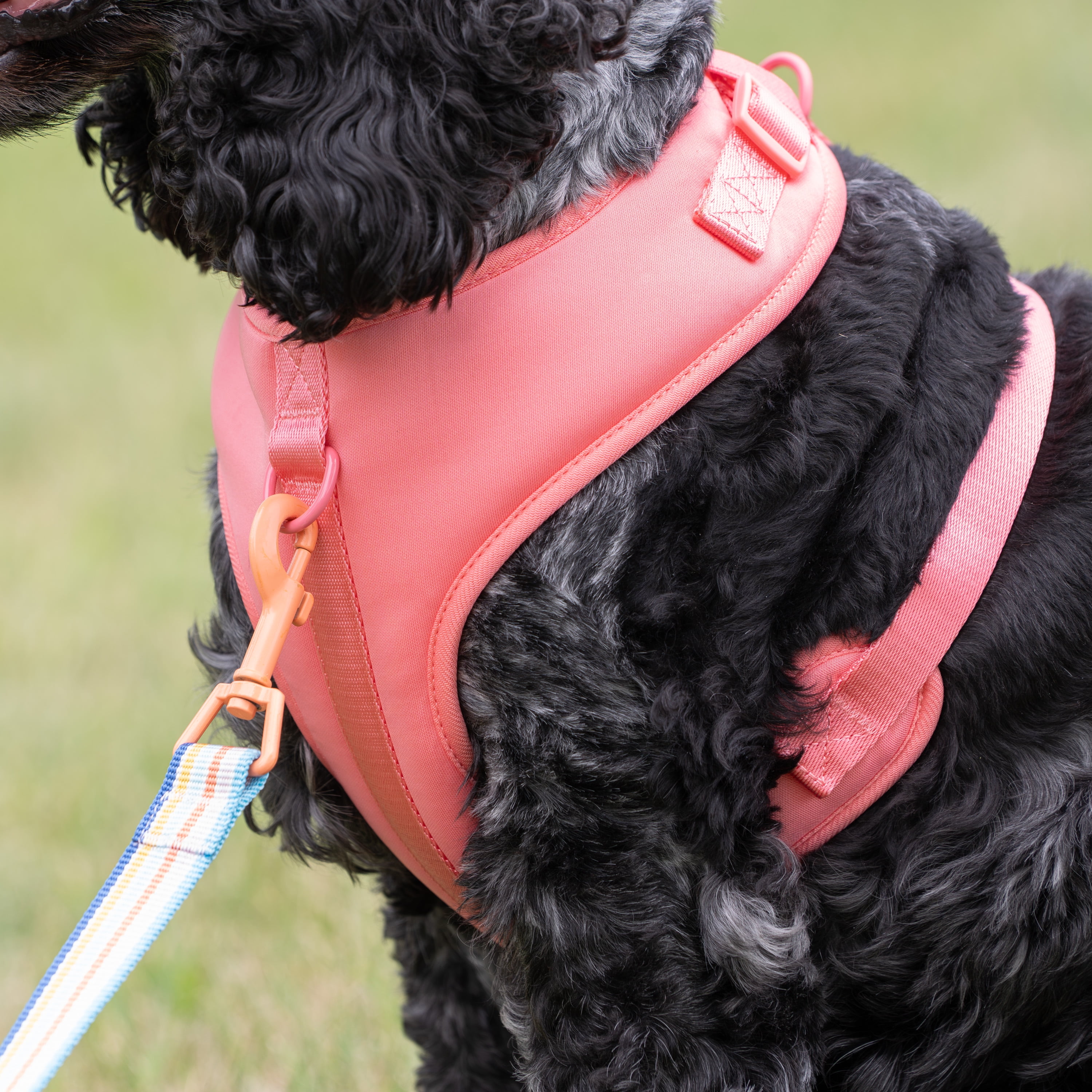 Vibrant Life Polyester and Spandex Adjustable Dog Harness, Pink, Medium