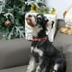 thumbnail image 4 of Collar para Perro ARING PET Navidad Rojo Reno Algodón L 40-60cm, 4 of 5