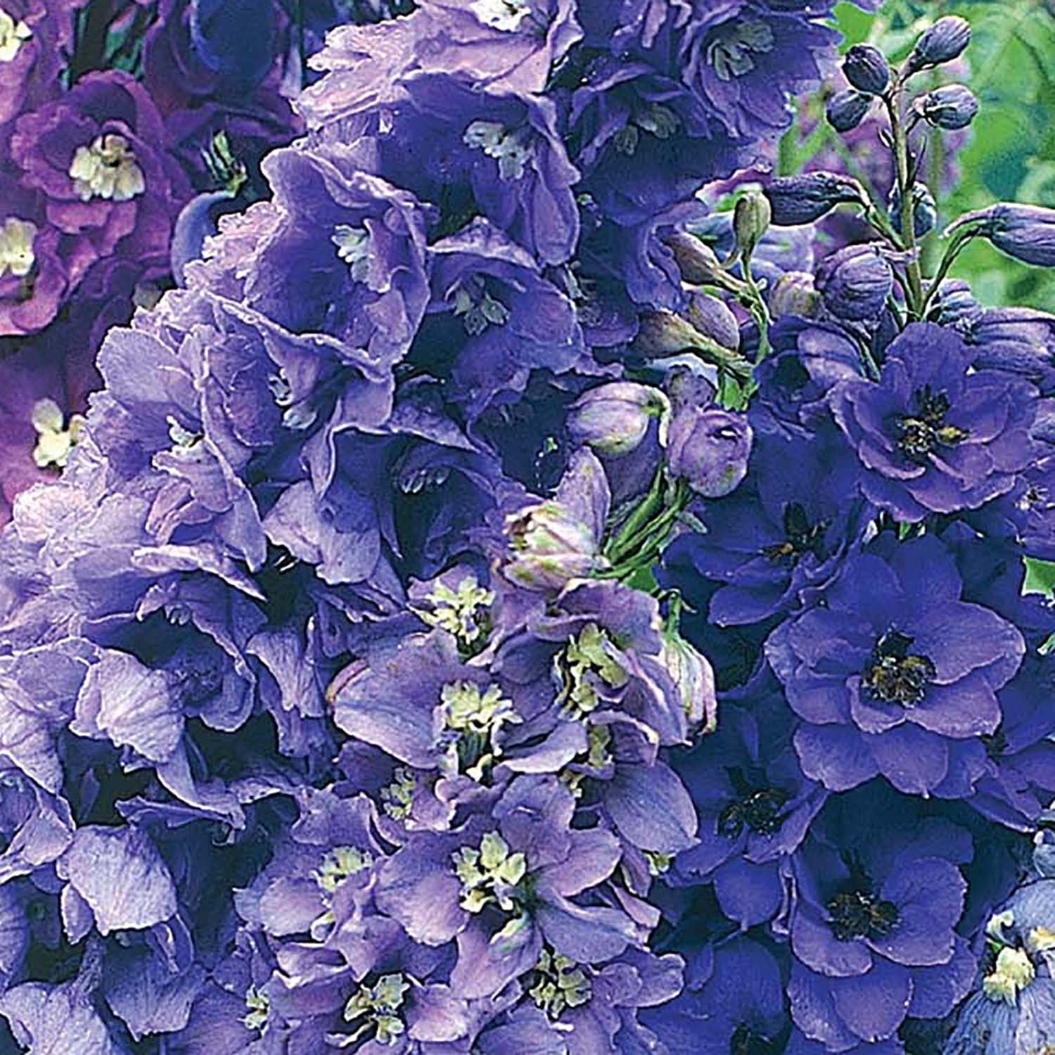 Ferry-Morse 1G Delphinium Magic Fountains Mixed Color Dwarf Perennial Flower Seeds Partial Shade
