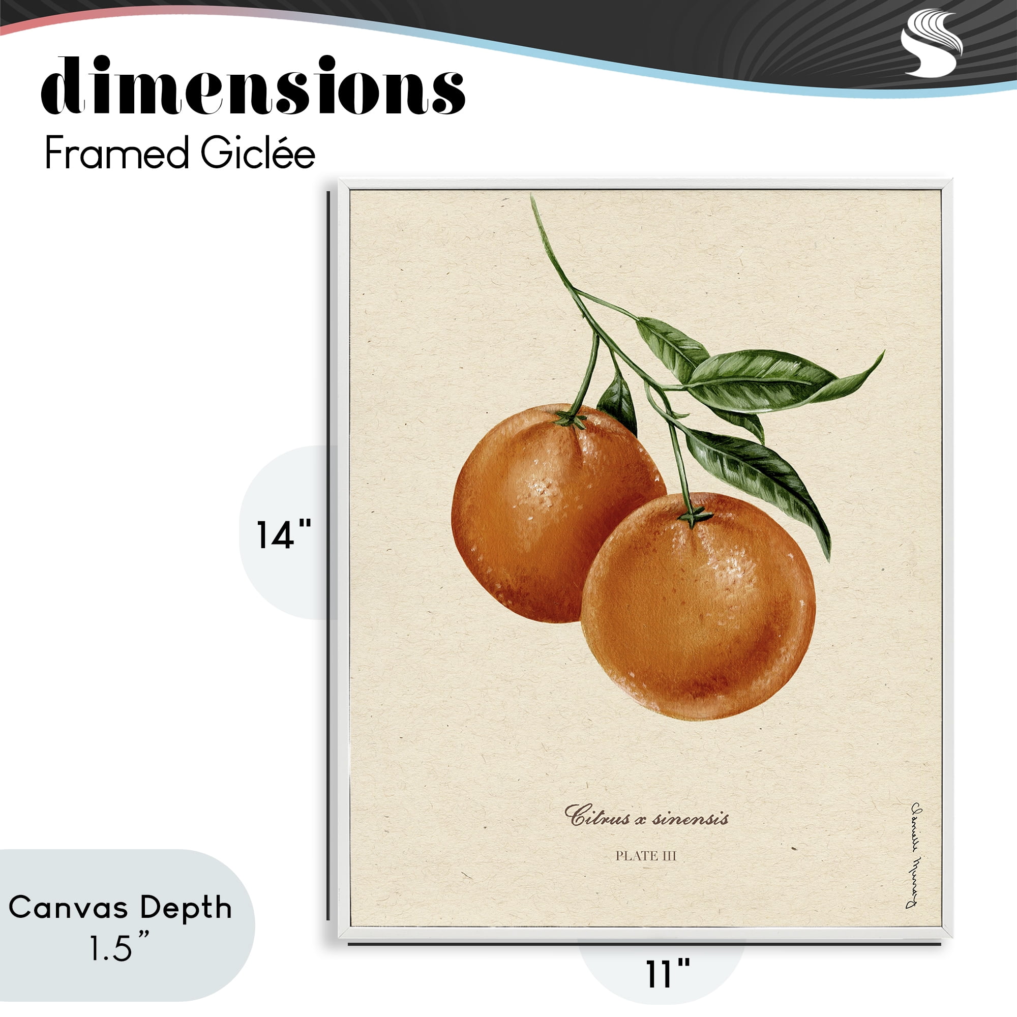 Stupell Industries Orange Fruit Portrait White Framed Giclee Art, design by Danielle Murray