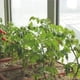thumbnail image 2 of Garden Plant Bracket Climbing Iron Support Metal Circular Indoor And Outdoor Fixing Rod, 2 of 3