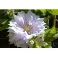 thumbnail image 2 of Clematis Belle of Woking - 5 Live Plants in 4 Inch Growers Pots - Clematis 'Belle de Woking' - Starter Plants Ready for The Garden - Beautiful Maroon Flowering Vine, 2 of 5