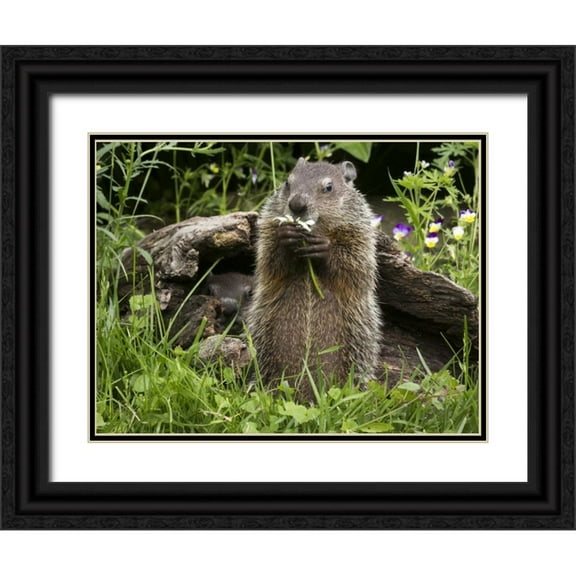 Kaveney, Wendy 32x25 Black Ornate Wood Framed with Double Matting Museum Art Print Titled - Minnesota, Sandstone Groundhog eating a flower