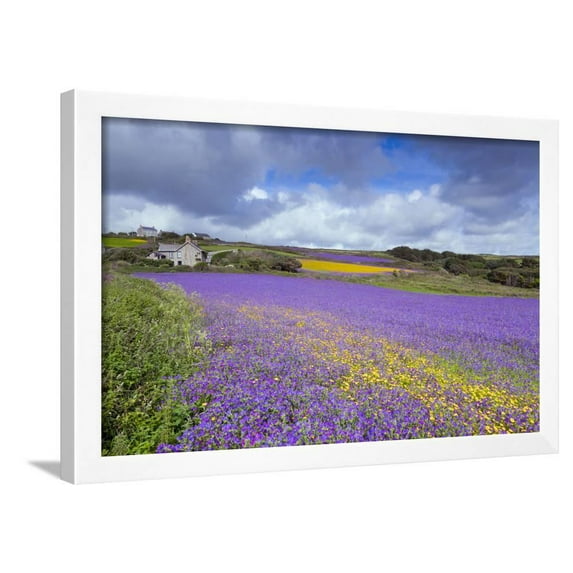 Purple Viper's Bugloss, Paterson's Curse, Botanical Scenic Framed Art Print Wall Art