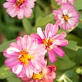 thumbnail image 1 of Zinnia Flower Garden Seeds - Profusion Series - Coral Pink - 100 Seeds - Annual Flower Gardening Seed - Zinnia hybrida, 1 of 2
