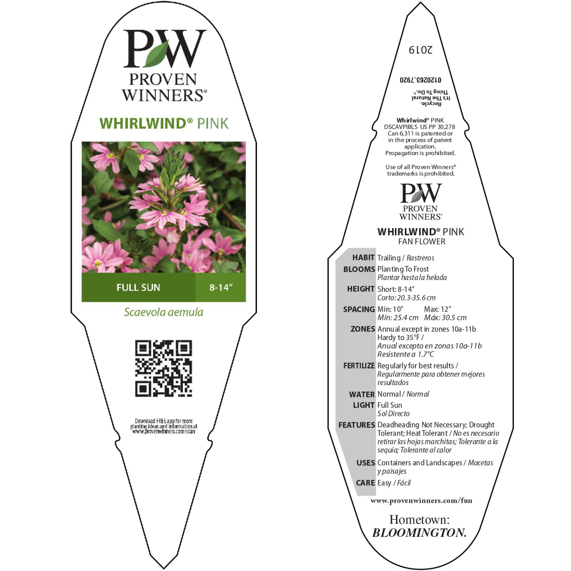 Proven Winners 4" Whirlwind Pink Fan Flower Live Plant in 4.25" Pot (4 Count)