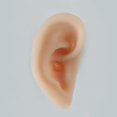 thumbnail image 3 of Modelo de Anatomía Del Oído Herramientas de Enseñanza Modelo de Práctica de Acupuntura para Práctica Sharpla Pantalla del oído derecho, 3 of 8