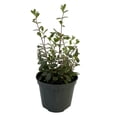 thumbnail image 2 of Dusky Bells Fuchsia Correa - Australian Red Fuchsia - 5" Pot, 2 of 3