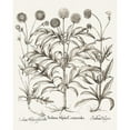 thumbnail image 3 of Besler, Basilius 12x14 Black Modern Framed Museum Art Print Titled - Sepia Besler Botanicals IV, 3 of 5