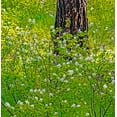 thumbnail image 2 of Gulin, Sylvia 26x27 Gold Ornate Wood Framed with Double Matting Museum Art Print Titled - USA-Washington State-Leavenworth white flowering bush amongst Ponderosa Pine, 2 of 4