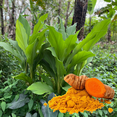 thumbnail image 4 of Pack 10 Turmeric Root, Fresh Yellow Turmeric Roots, Curcuma Longa Ginger Roots for Planting or Culinary, Suited for Zones 8 to 11, 4 of 8
