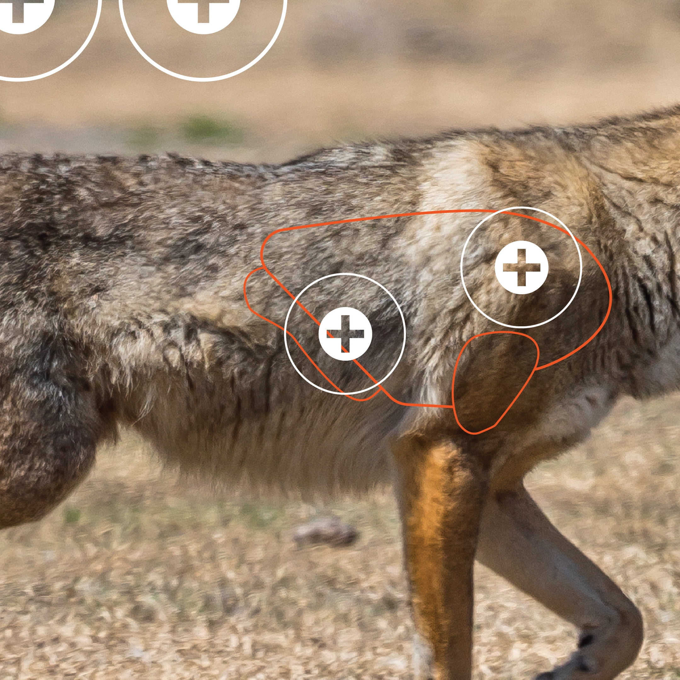 Ez Aim Paper Shooting Targets, Coyote, 35 In x 25 In, 2-Pack, Multi-Color, 2 Pack