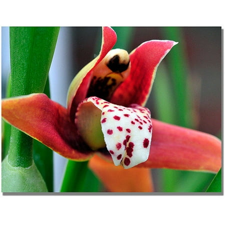 Trademark Art  Little Red Orchid  Canvas Art by Kurt Shaffer Trademark Art  Little Red Orchid  Canvas Art by Kurt Shaffer: Artist: Kurt Shaffer Subject: Floral Style: Contemporary Product Type: Gallery-Wrapped Canvas Art