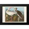 thumbnail image 2 of Audubon, John James 18x13 Black Modern Framed Museum Art Print Titled - Pl 222 White Ibis, 2 of 5