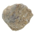 thumbnail image 1 of Shell Fossil Paleontology Fossil Fun Science Ornaments Teaching Props Fossils, 1 of 7