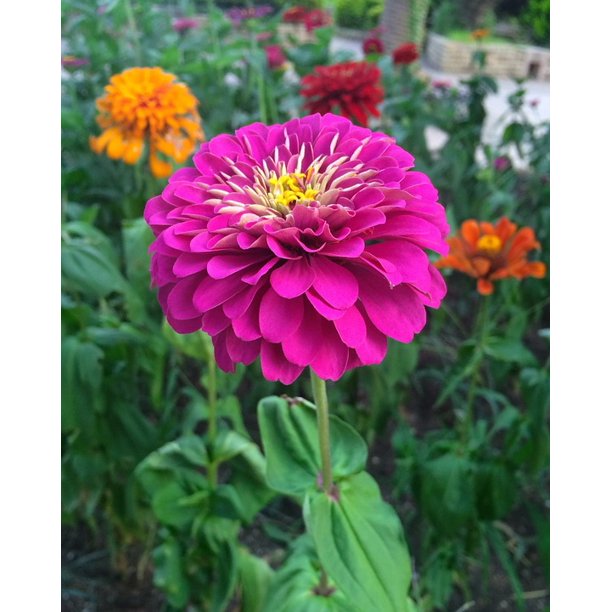 Peel N Stick Poster Of Dahlia Pink Yellow Flowers Red Purple Stamen Poster 24x16 Adhesive Sticker Poster Print Walmart Com Walmart Com