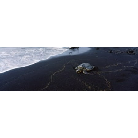 Hawksbill Turtle (Eretmochelys Imbricata) on the beach Punaluu Beach Hawaii USA Stretched Canvas - Panoramic Images (36 x