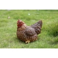 thumbnail image 2 of Hi-Line Gift Squatting Hen Garden Statue, 2 of 5