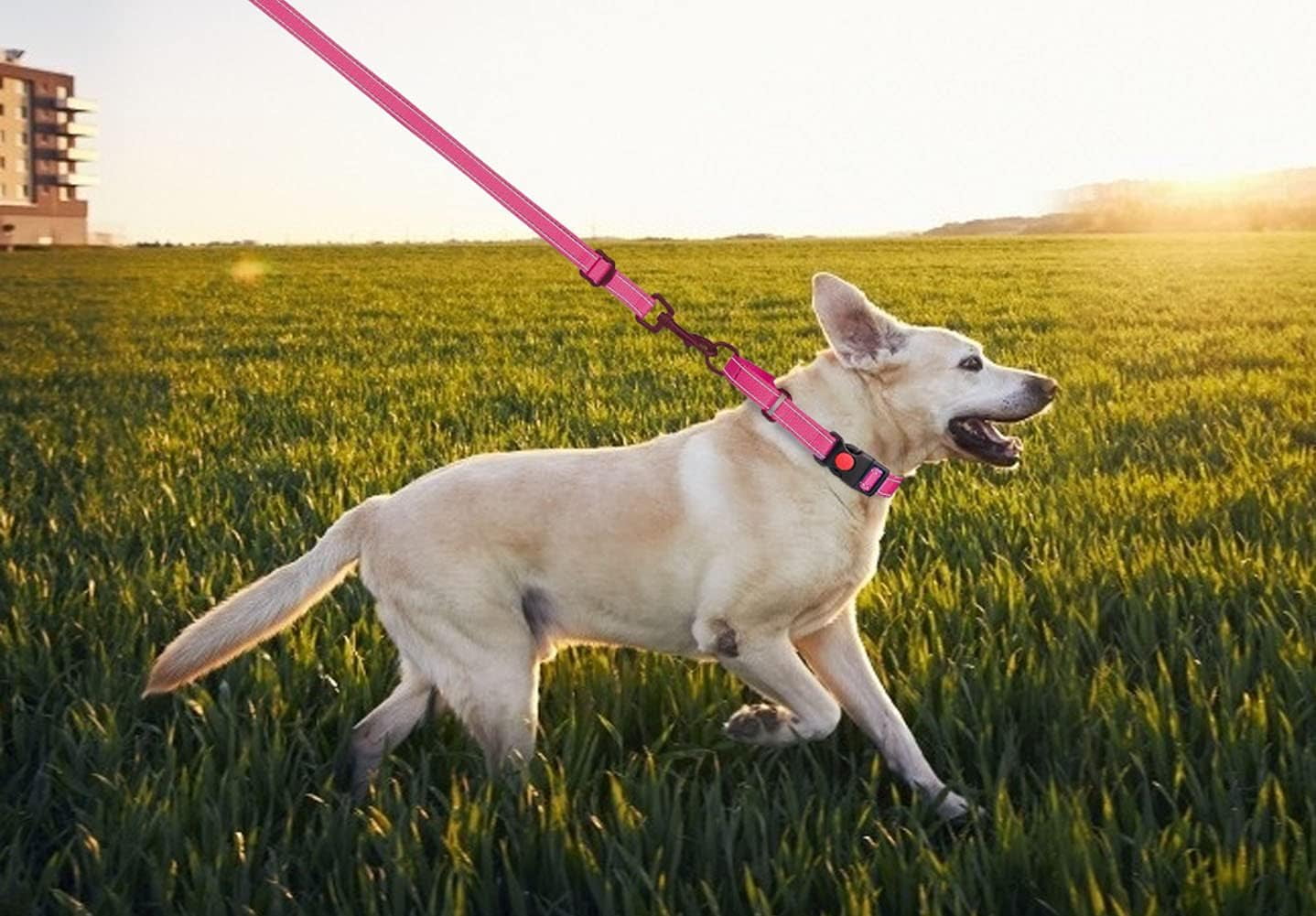 Solennerer Dog Collar Dog Leash Sets Heavy Duty Pet Leash Lead Rope for Small Medium Large Dogs Walking Running Training