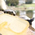thumbnail image 4 of 2Pcs Turtle Tank with Platform Creative Turtle Living Tank Practical Turtle Tank Aquarium, 4 of 8