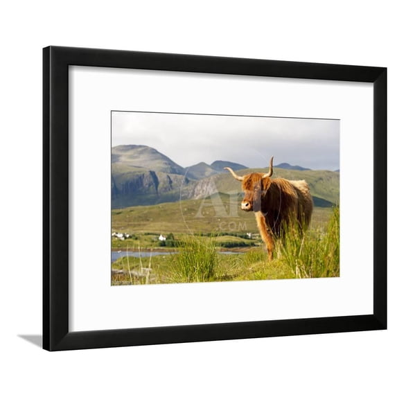 Uk, Scotland, Outer Hebrides, Harris. Highland Cow in the Wild, Aline Estate., Animals Scenic Framed Art Print Wall Art by John Warburtonlee Sold by Art.Com
