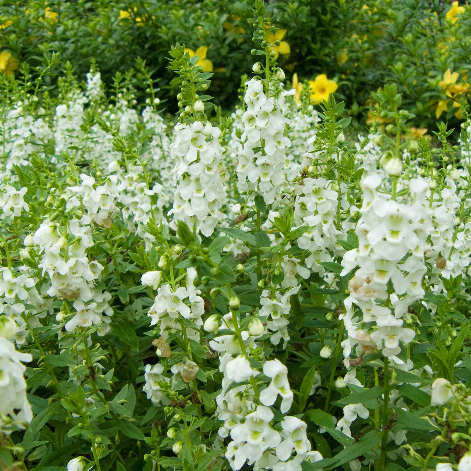 Angelonia Flower Garden Seeds Serena White Improved