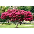 thumbnail image 3 of Crape Myrtle Tonto  1 Extra Large 3 Gallon Plant  Lagerstroemia 'Tonto'  Hardy Fuchsia Blooms  Compact Growth, 3 of 7