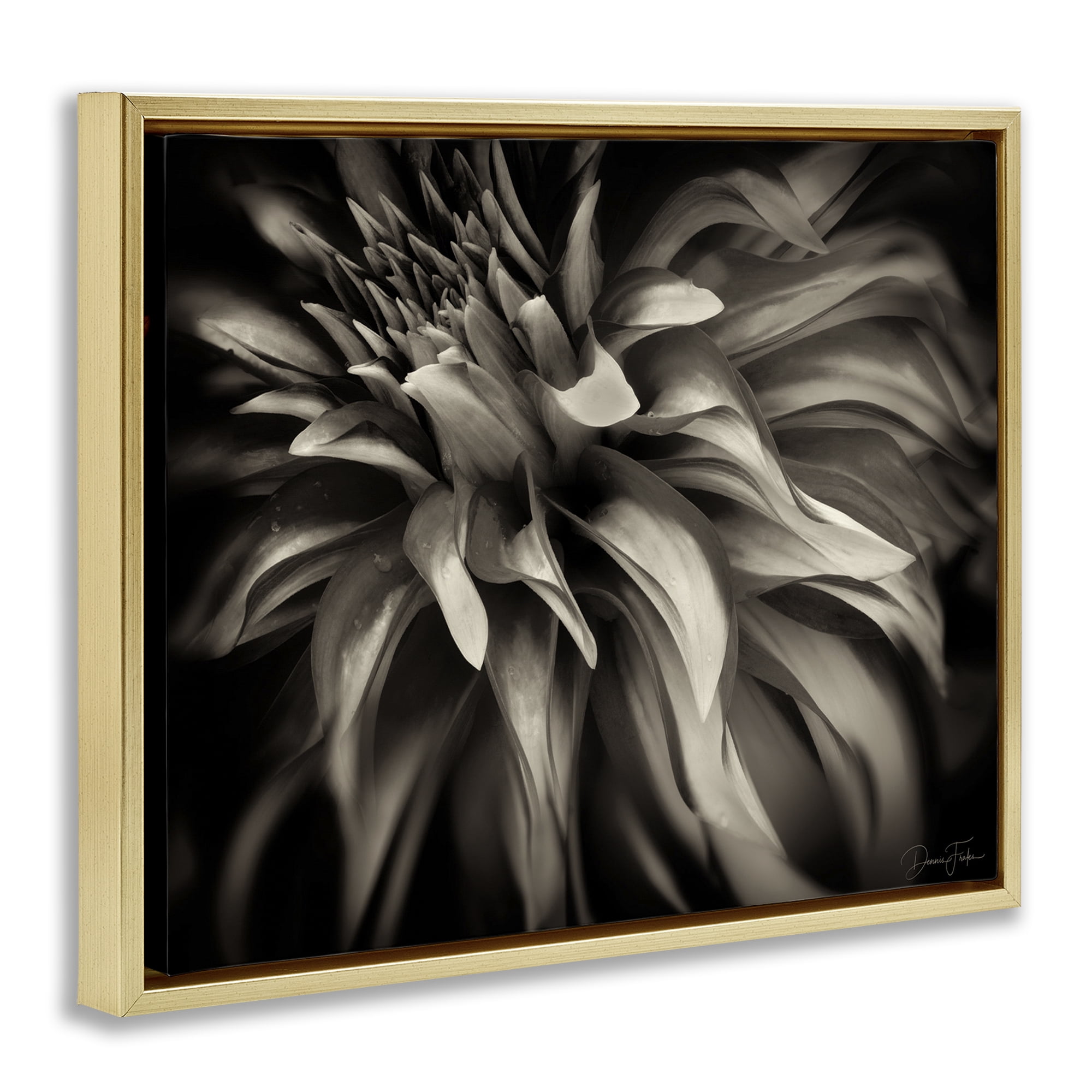 Stupell Industries Dark Curling Chrysanthemum Botanical & Floral Photography Gold Floater Framed Art Print Wall Art, 31 x 25