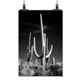 thumbnail image 2 of Print: Saguaro Cactus Near Tucson, Arizona, 2 of 4