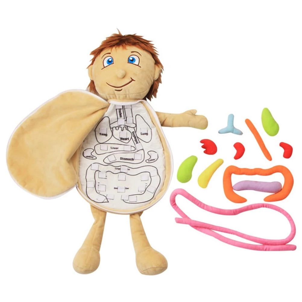 Bestope Human Body Anatomy Toy Human Body Organ Doll Model Anatomy Doll