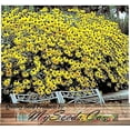 BIG PACK (100,000+) MMF7 Black Eyed Susan Flower Seeds Self Reseeds