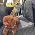 thumbnail image 4 of Back Seat Extender for Dogs with Hard Bottom - Dog Car Seat Bed & Hammock with Mesh Window & Storage Pocket, Pet Protector for Car SUV Truck Backseats, 4 of 35