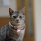 thumbnail image 4 of Collar para perros Colco Rosado Collar de cachorro de gato, 4 of 7