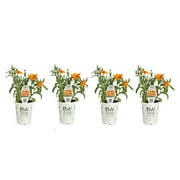 4-pack, 4.25 in. Grande Lady Godiva Orange English Marigold (Calendula) Live Plants, Orange Flowers