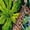 216, variant on Tropical Frangipani Plumeria Short Sleeve Men'S Rompers, Aloha Tropical Hawaiian Frangipani Floral Casual Summer Jumpsuits Outfit