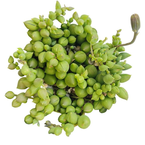 String of Tears Senecio Herreianus, Best Succulent for Hanging Basket - 4 inch