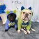 thumbnail image 2 of Ropa para perros Otoño e invierno Bichon Teddy Perros pequeños y medianos y gatos Más suéter cálido con capucha de terciopelo Sudadera con capucha Schnauzer, 2 of 4