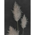 thumbnail image 3 of Singh, Dan 12x14 Black Modern Framed Museum Art Print Titled - Midnight Pampas Grass II, 3 of 5