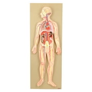 Human Circulatory System Model - For Studying Blood Circulation in the Body - 1/2 Natural Size - Mounted on 32" x 12" Base - Hand Painted, Numbered Details with Key Card - Eisco Labs
