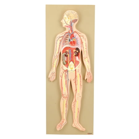 Human Circulatory System Model - For Studying Blood Circulation in the Body - 1/2 Natural Size - Mounted on 32" x 12" Base - Hand Painted, Numbered Details with Key Card - Eisco Labs