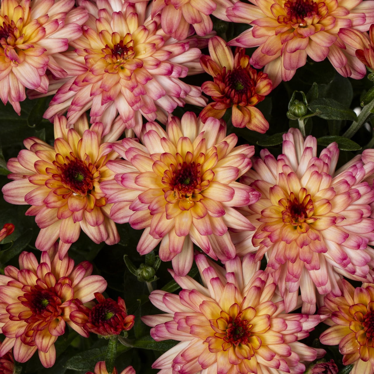 Better Homes & Gardens 1.5G Pink & White Bi-Color Garden Mum Live Plant in Hanging Basket