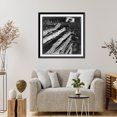thumbnail image 4 of Historic Framed Print, North central Arkansas, along U.S. 62. Split-log fence, 17-7/8" x 21-7/8", 4 of 9