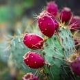 thumbnail image 2 of Lavoie, Tina 12x12 Black Ornate Wood Framed with Double Matting Museum Art Print Titled - Prickly Pear Cactus, 2 of 4