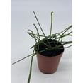 thumbnail image 2 of Hoya Retusa in a 2 inch Pot Wax Plant, Wax Vine, and Porcelain Vine, 2 of 8