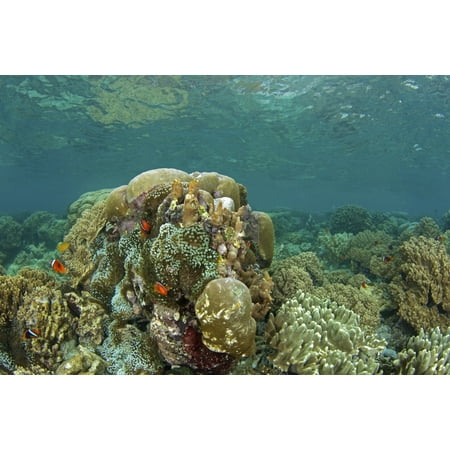 Clownfish swim around a coral reef at Apo Island Philippines Poster Print by VWPicsStocktrek